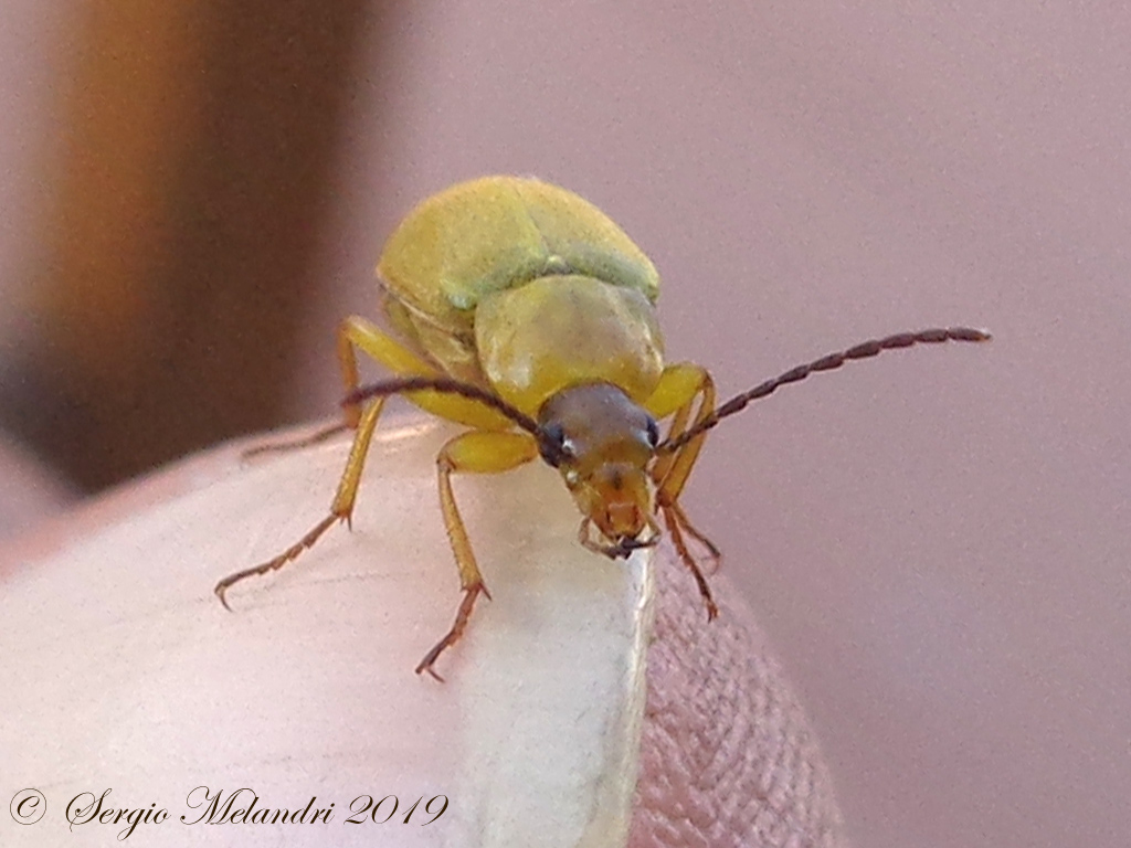 Tenebrionidae Alleculinae: Cteniopus sulphureus